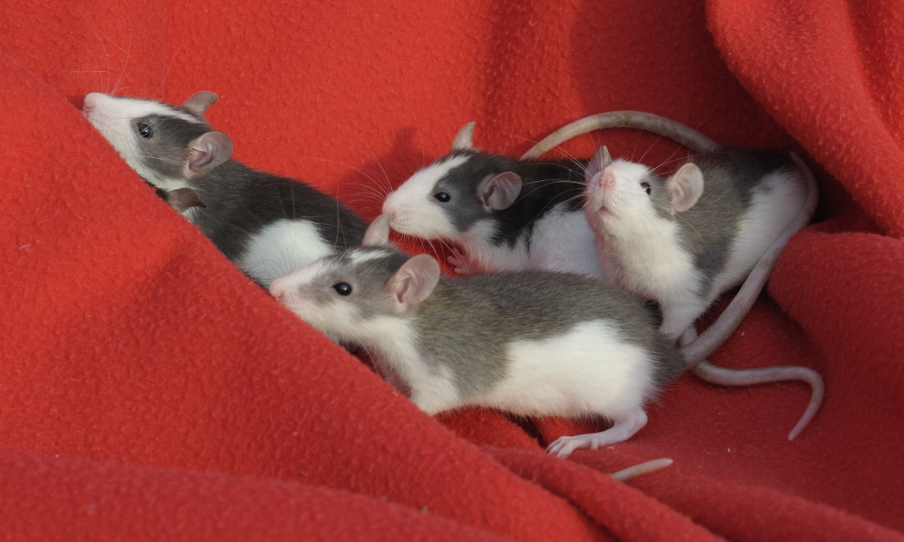 Rattenbabys