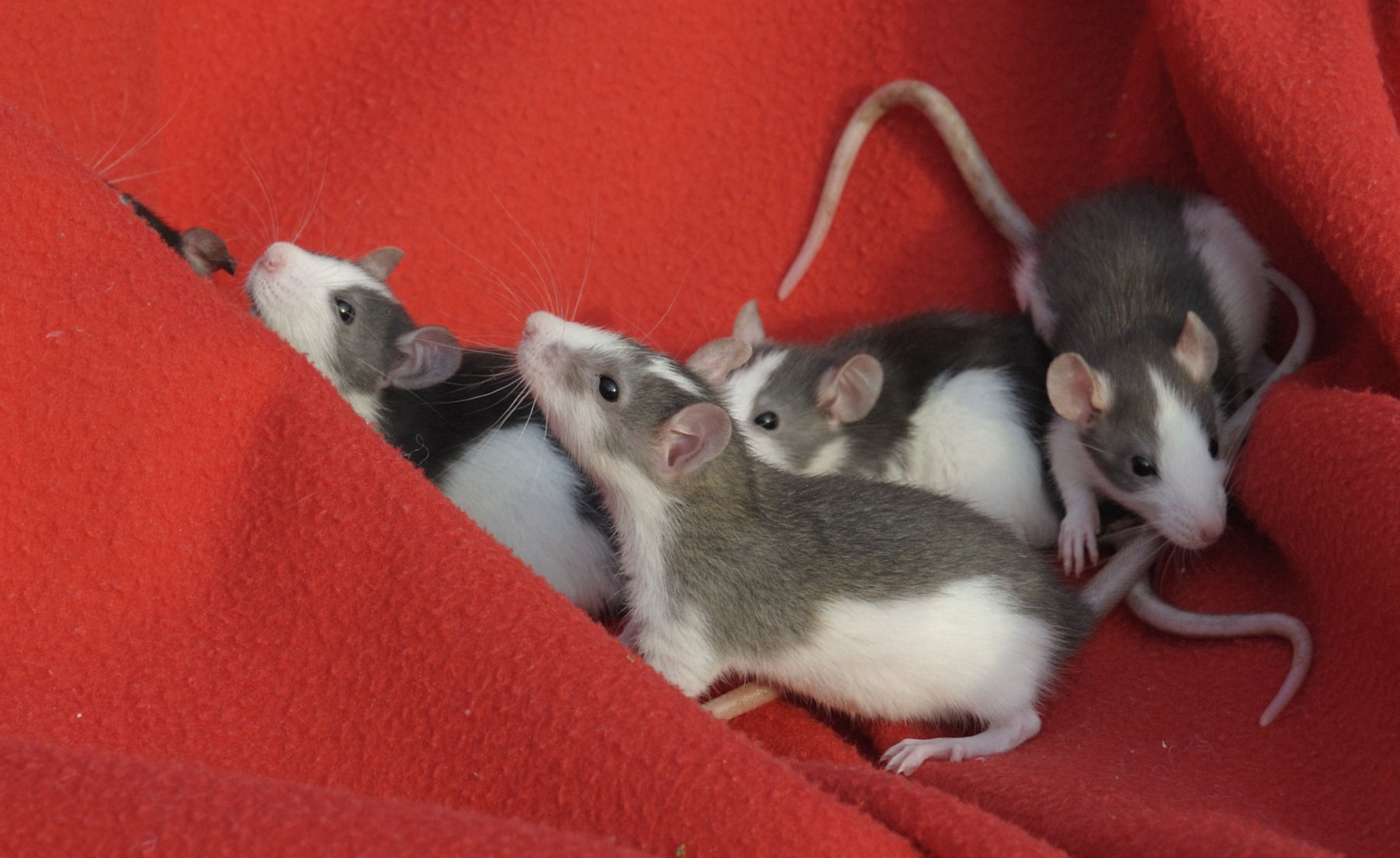 Rattenbabys