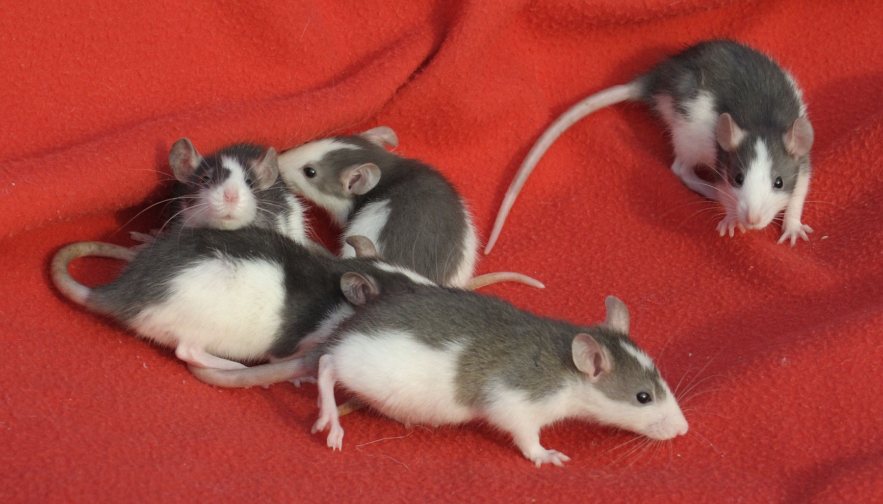 Rattenbabys