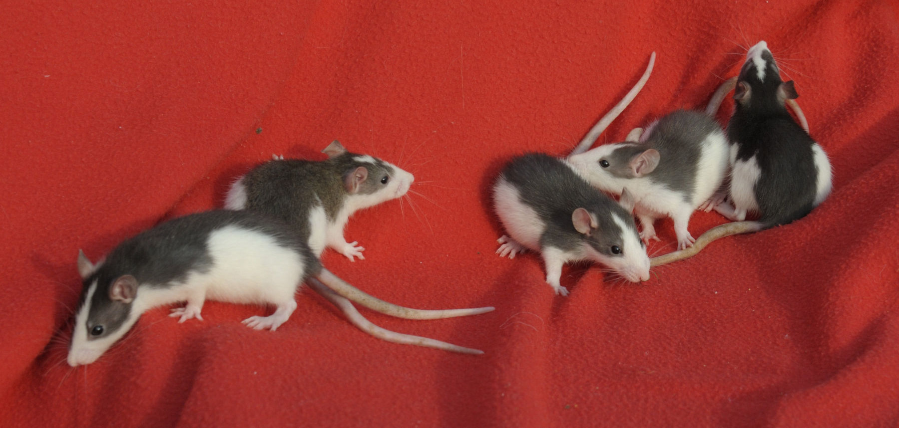 Rattenbabys