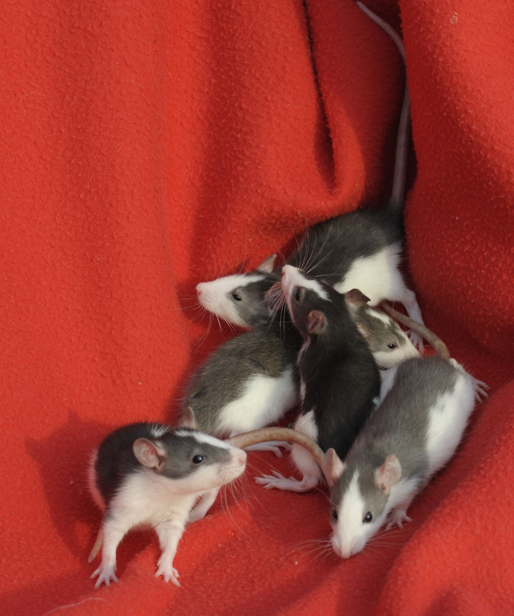 Rattenbabys