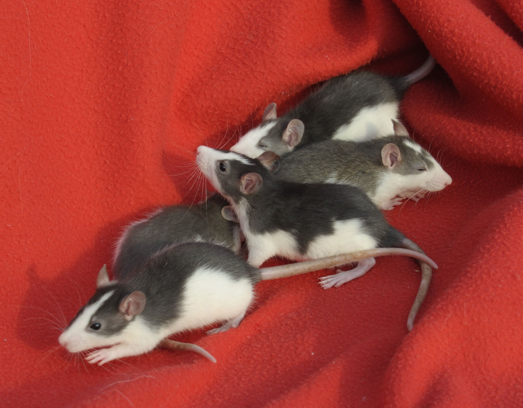 Rattenbabys