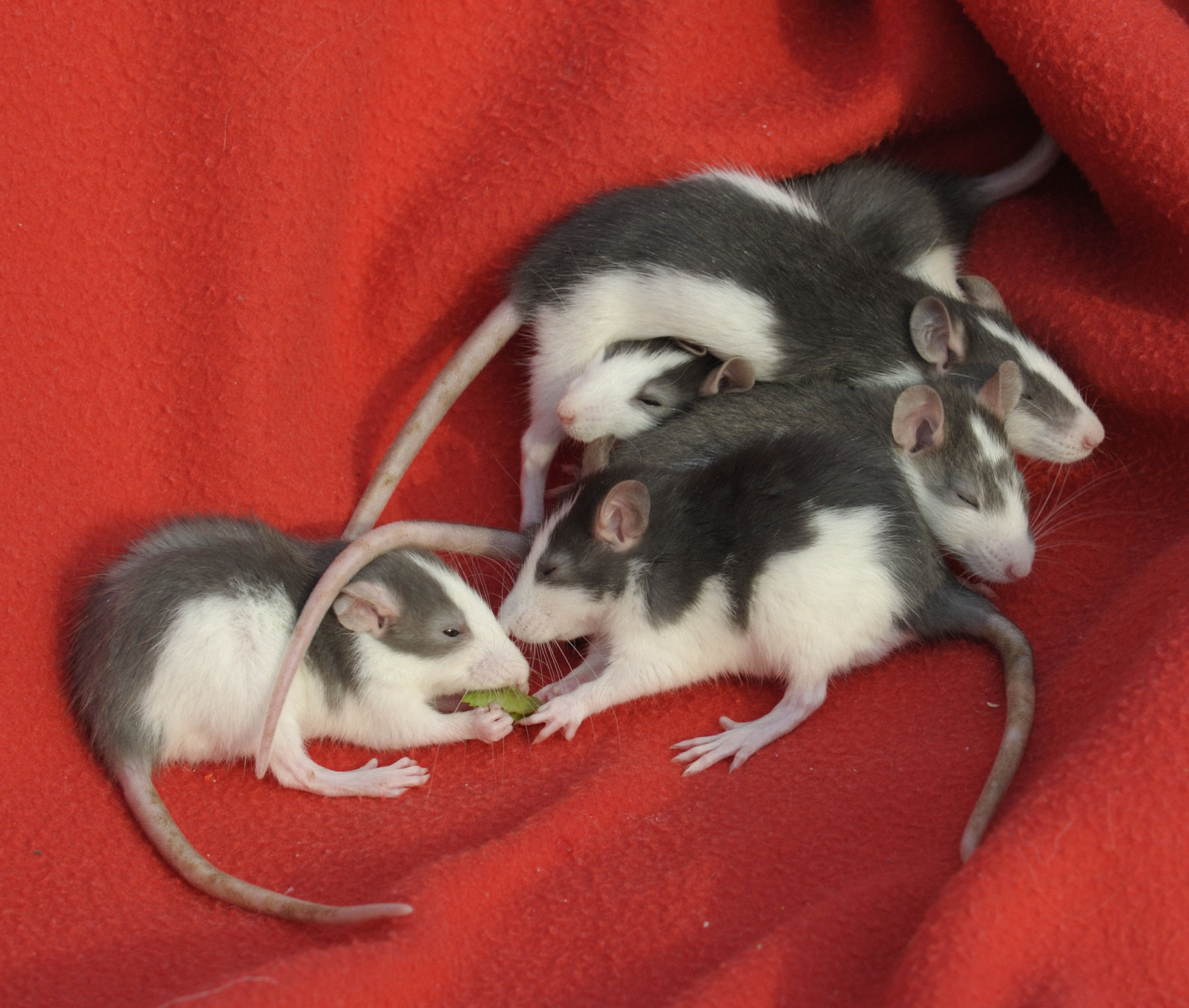 Rattenbabys