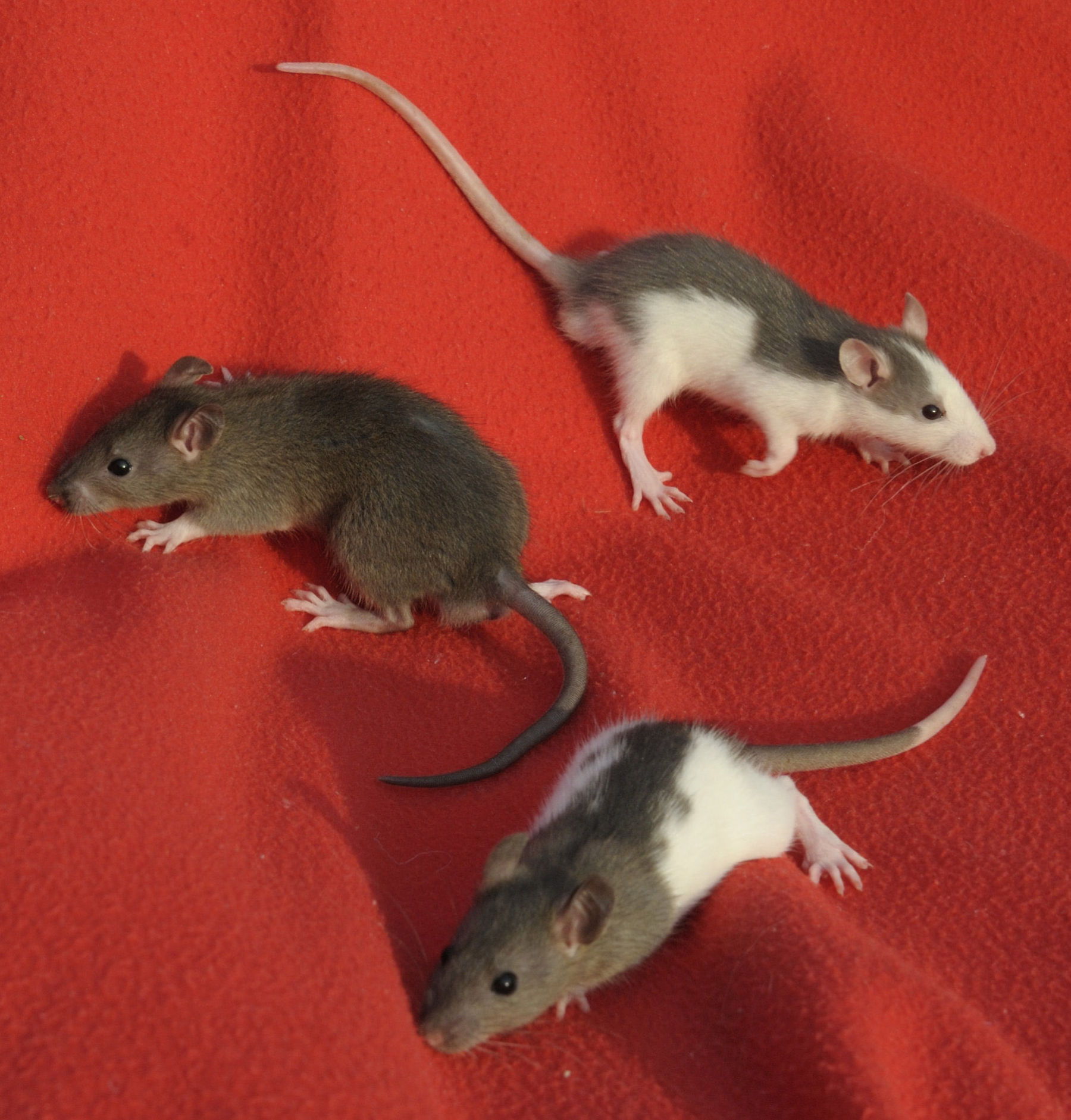 Rattenbabys