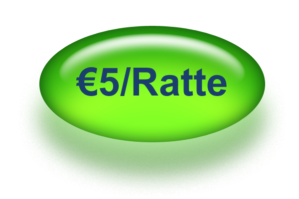 5 pro Ratte